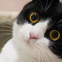 扒一扒宠率乌鸡猫粮：真实品质怎么样？属于什么档次，一文说清楚
