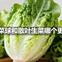 生菜球和散叶生菜哪个更好