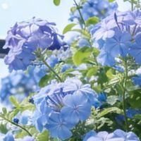 养花35年，发现6种“喜湿花”，秋后天天浇都不够，越浇开花越多