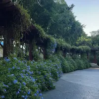买的时候说"养不死"，八月蓝雪花却秃了一半？别急着扔，做对三件事还能赶上秋花