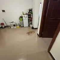白天留守的猫，空调到底开不开？看到南京宠物得空调病的新闻后，我算了电费账和就医账：问题不在开不开，而在怎么开