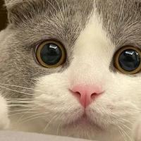 2026年8月利尿护泌猫粮深度测评，英短泌尿脆弱必看！
