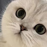 猫咪偏瘦吃不胖换什么猫粮？2026年8月助力猫咪健康长肉猫粮榜单