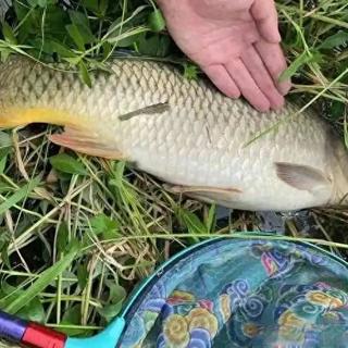 野钓别再单开蓝鲫了！老钓友用血泪经验总结的饵料避坑指南