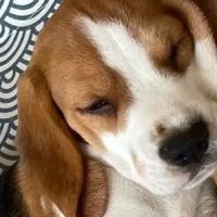 比格犬吃什么狗粮好？2026年8月专属适配狗粮推荐