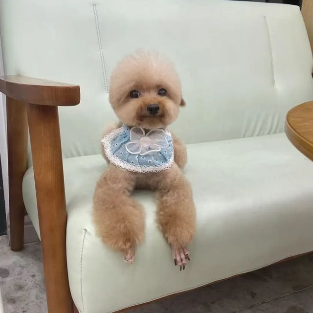泰迪根本不用常洗澡？兽医曝光最佳间隔时间，很多主人都做错了