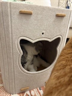值得买毛毡猫窝试睡体验