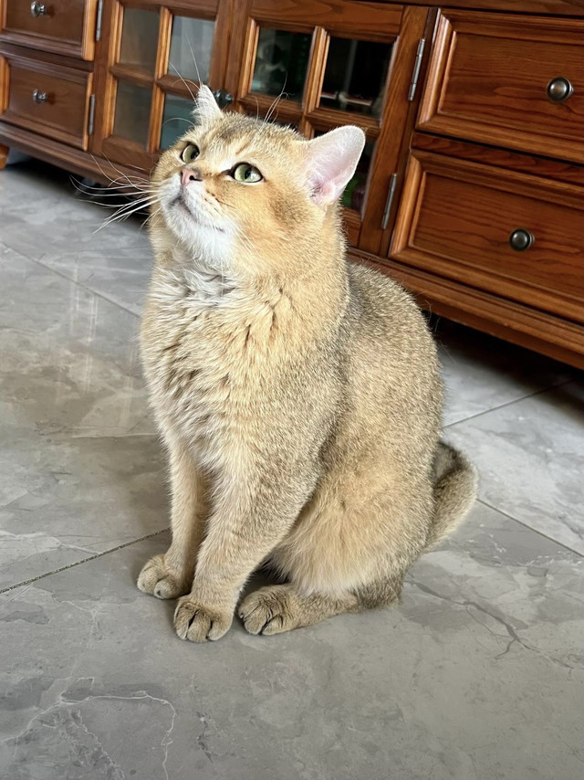 我服了，是谁在教猫爸爸这样做老年猫粮啊！？