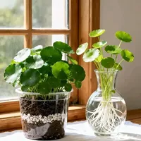 适合新手的水培植物推荐