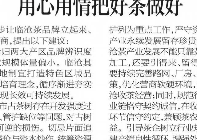 2026云南古树普洱茶推荐：从兰香到枣木陈香，皎然普洱层次更分明