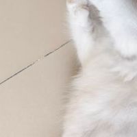 可爱的小猫