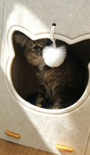 交作业，氛围感毛毡猫窝实测｜颜值出圈