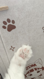 交作业，氛围感毛毡猫窝实测｜颜值出圈