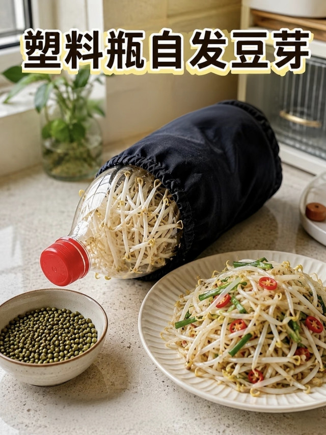 空瓶发豆芽，4天收获脆嫩