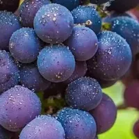 给全家买DHA藻油软胶囊别被高含量绕晕,先避开这几个常见误区