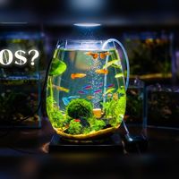 花瓶微景观、岛屿生态缸 | 水族造景8.15日报
