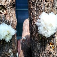 银耳炖了2小时还不出胶？核对20多篇热帖后我发现，多数人输不在火候，而在买的第一步