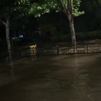 白海豚残涡回马枪:机票能全退、火车不停运不退、酒店申诉先看两个条件