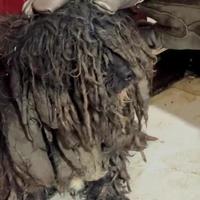 被抛弃萨摩耶，因皮肤问题毛发脱落大半，如今蜕变让人不敢相信