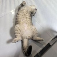 猫咪翻肚皮不是让你摸！研究说清了这个扎心真相