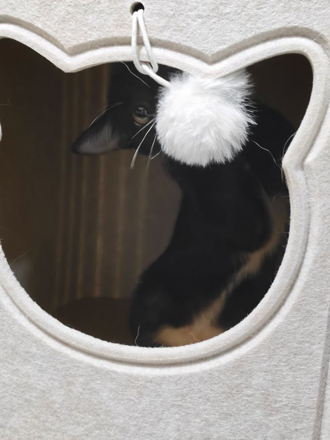 猫狗窝