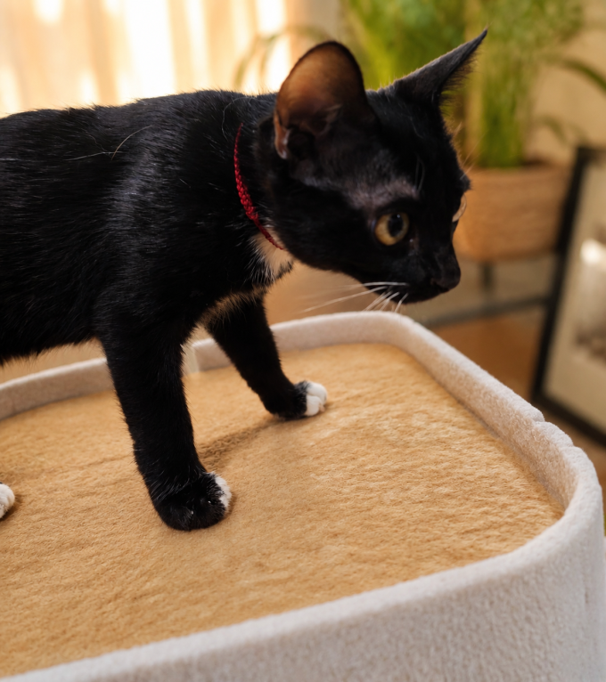 猫狗窝