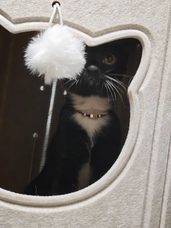 猫狗窝