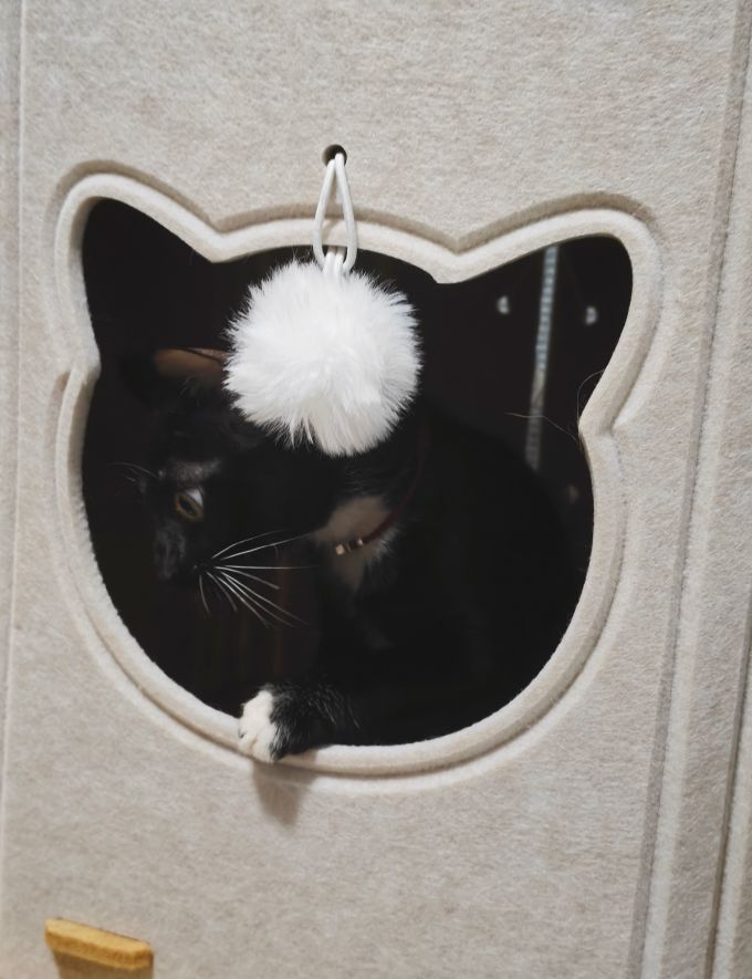 猫狗窝