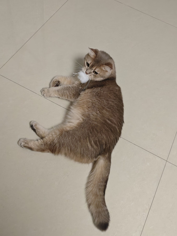网易严选猫咪干粮