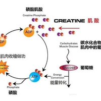 肌酸伤肾是真的吗？10年研究数据告诉你真相