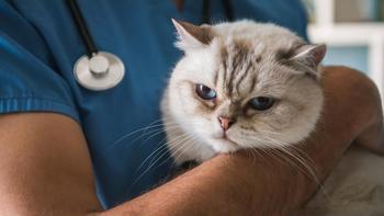 猫咪缺牛磺酸后果多严重？眼科兽医：等发现往往晚了