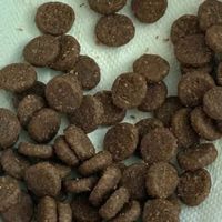 肠胃不好的成猫，怎么养，才能养的健康？靠谱的5款低敏猫粮品牌