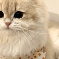 猫太瘦了吃什么猫粮?用户推荐长肉猫粮品牌排名前五
