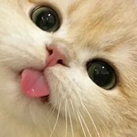 猫太瘦了有什么猫粮能增肥？专业推荐5款适合长肉的顶级猫粮