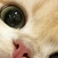 猫咪太瘦了吃什么猫粮长肉？新榜发布十大放心长肉猫粮品牌排行榜