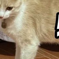 猫猫太瘦了吃什么猫粮增肥？测评5款便宜又好天然猫粮哪款最长肉