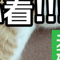 怎么选能长肉的猫粮？口碑好的便宜又好的5款猫粮品牌推荐