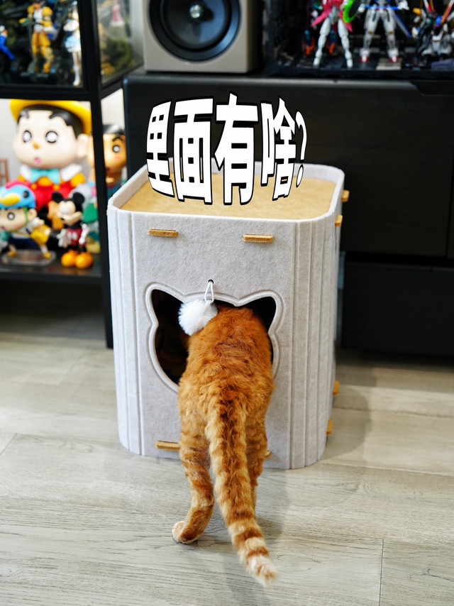 值小猫专属猫窝试睡