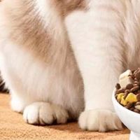偏瘦的猫吃什么猫粮好？2026最新好又长肉的猫粮牌子十大排行