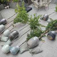 白海豚过境一周，阳台盆栽开始陆续死亡：雨停放晴这几天，是最后的抢救窗口