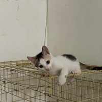 0元领养品种猫，账单反而是7152元：签“猫贷”合同前，先算清这笔账