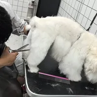 狗从宠物店回来像换了只狗？我翻了一堆真实翻车案例，问题基本逃不出三类