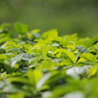 2026茉莉花茶选购指南：三个价位段横评+六维评分