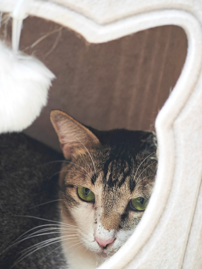 佳茉通用猫狗窝