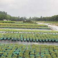买薄荷前先问自己一句：用来干嘛？这5种用法完全不同