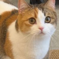 家里的猫掉毛严重怎么办？选猫粮看这5个关键美毛参数，猫粮推荐
