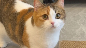 家里的猫掉毛严重怎么办？选猫粮看这5个关键美毛参数，猫粮推荐