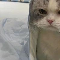 宠物猫吃什么可以不掉毛？深度分析这5款便宜又好的猫粮为何美毛