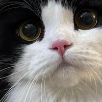 有什么猫粮吃了能不掉毛？实测十大排行猫粮什么牌子好又美毛