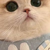 猫掉毛严重因为什么？品质好的猫粮前十测评5款美毛的